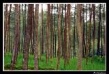 Pinus.jpg