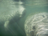<i>Trichechus manatus</i><br/>West Indian Manatee