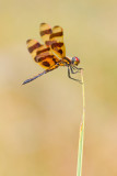 <i>Celithemis eponina</i><br/>Halloween Pennant