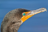 <i>Phalacrocorax brasilianus</i><br/>Neotropic cormorant