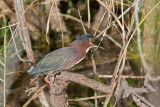 <i>Butorides virescens</i><br/>Green heron