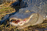 <i>Alligator mississippiensis</i><br/>American alligator