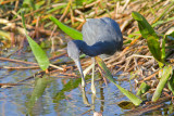 <i>Egretta caerulea</i><br/>Little blue heron