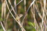 Bird [Unidentified]