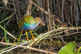 <i>Porphyrio martinica</i><br/>Purple Gallinule