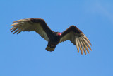 <i>Coragyps atratus</i><br/>Black Vulture