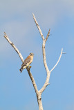 <i>Buteo lineatus</i><br/>Red-shouldered Hawk