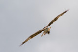 <i>Pandion haliaetus</i><br/>Osprey