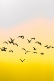 Laridae<br/>Gulls