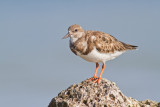 Scolopacidae (Sandpipers)