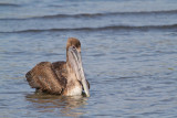 <i>Pelecanus occidentalis</i><br/>Brown Pelican