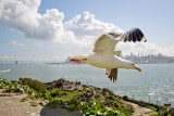 <i>Larus occidentalis</i><br/>Western gull