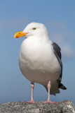 <i>Larus occidentalis</i><br/>Western gull