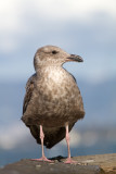 <i>Larus occidentalis</i><br/>Western gull