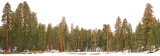Giant Forest panorma