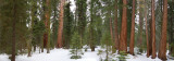Sequoia forest panorama