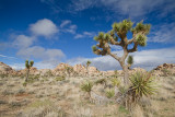 <i>Yucca brevifolia</i><br/>Joshua trees