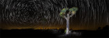 Joshua Tree startrails panorama