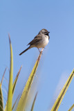 <i>Amphispiza bilineata</i><br/>Black-throated Sparrow