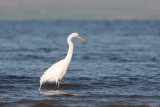 <i>Ardea alba</i><br/>Great Egret