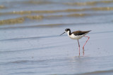 <i>Himantopus mexicanus</i><br/>Black-necked Stilt