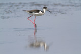 <i>Himantopus mexicanus</i><br/>Black-necked Stilt