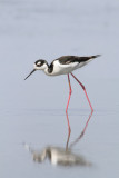 <i>Himantopus mexicanus</i><br/>Black-necked Stilt