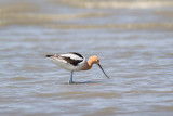 <i>Recurvirostra americana</i><br/>American avocet