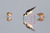 <i>Himantopus mexicanus</i><br/>Black-necked Stilt