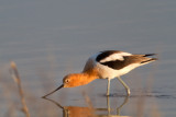<i>Recurvirostra americana</i><br/>American avocet