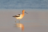 <i>Recurvirostra americana</i><br/>American avocet