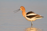 <i>Recurvirostra americana</i><br/>American avocet
