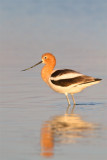 <i>Recurvirostra americana</i><br/>American avocet