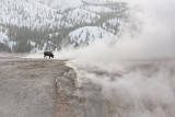 <i>Bison bison</i><br>Bison above Firehole river