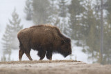 <i>Bison bison</i><br>Bison