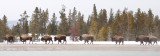 Bison group