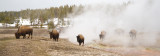 Bison in the steam