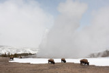 Bison in front of Old faithfull