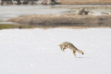 <i>Canis latrans</i><br>Coyote