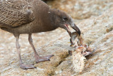 <i>Larus pacificus</i><br/>Pacific gull