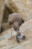 <i>Larus pacificus</i><br/>Pacific gull