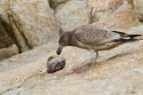 <i>Larus pacificus</i><br/>Pacific gull