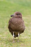 <i>Larus pacificus</i><br/>Pacific gull
