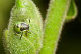 <i>Palomena prasina</i><br/>Green shield bug