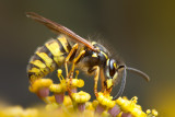 <i>Vespula vulgaris</i><br/>Common wasp