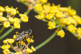 Platycheirus clypeatusHoverfly (?)