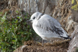 <i>Rissa tridactyla</i><br/>Black-legged Kittiwake