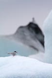 <i>Sterna paradisaea</i><br/>Arctic tern
