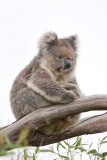 <i>Phascolarctos cinereus</i></br>Koala