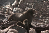 <i>Arctocephalus forsteri</i></br>Australian fur seal